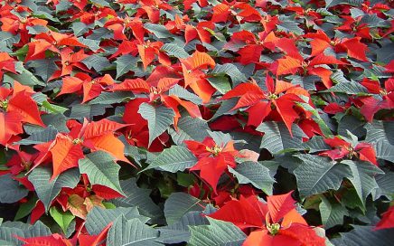 Christmas Greenery