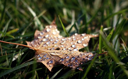 Fall