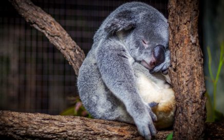 Sleep