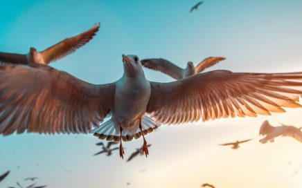 Winging It
